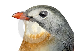 Close-up of a Red-billed Leiothrix, Leiothrix lutea photo