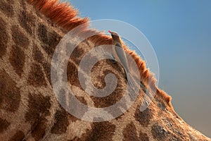 Close up Red-billed oxpecker, Buphagus erythrorhynchus, ticks eating african bird feeding on parasites on neck of  Southern