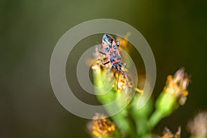 Close up of red and black boxelder bug