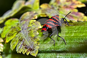 Close up of a red and black bug