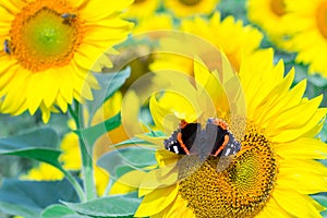 Close-up of red black butterfly on orange yellow bright sunflowers on field