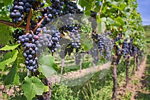 Close up on red black grapes