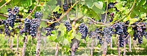 Close up on red black grapes in a vineyard, panoramic background, grape harvest