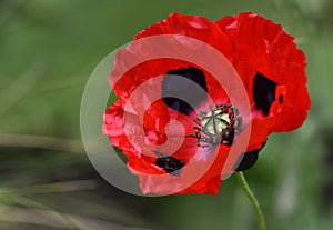 A close-up of a red and black poppy flower