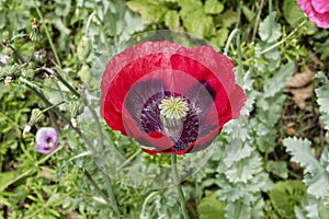 Close up of a red and black poppy in a hedgerow