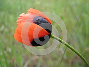 Close-up of red black poppy with slim stalk