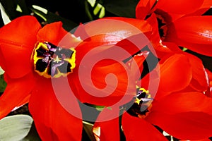 Close-up of red and black tulips