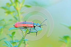 Red blister beetle