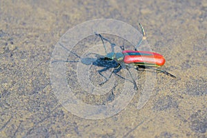 Red blister beetle