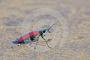 Red blister beetle