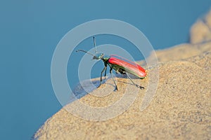 Red blister beetle