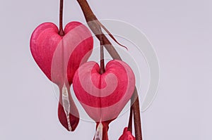 Close up of a red blossom of Bleeding Heart flower on gray background