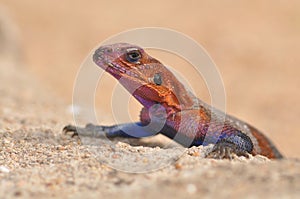 Close-up of a red and blue agama lizard