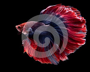 Close up of red blue Betta fish. Beautiful movement of Siamese fighting fish, Betta splendens isolated on black background,