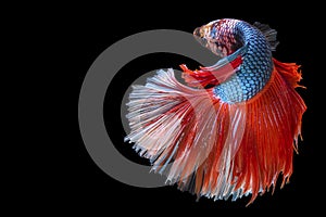 Close up of red blue Betta fish. Beautiful Siamese fighting fish, Betta splendens isolated on black background.