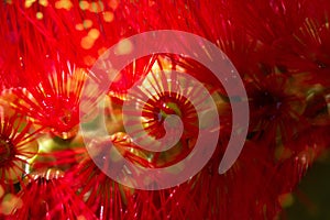 Close-up of Red Bottle Brush, Seminole, Florida