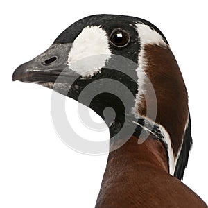 Close-up of Red-breasted Goose, Branta ruficollis, 4 years old