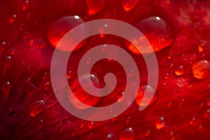 Close up of red bright poppy flower with water drops