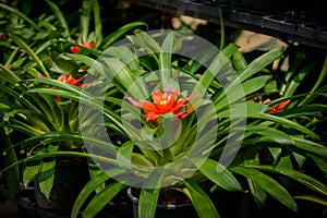 Close up red Bromeliad Bromeliaceae plant tropical flower