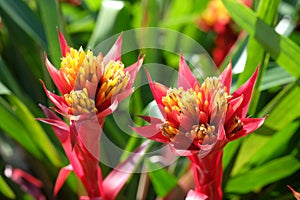 Close up of red bromeliad