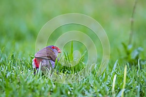 Close-Up of Red-browed Finch sitting on the Grass, Queensland, Australia