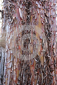Close up of red  brown and orange peeling bark on a Cypress tree trunk