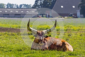Close up of a red brown Watusi cattle, Bos taurus indicus, lying in a green meadow and chewing the cud