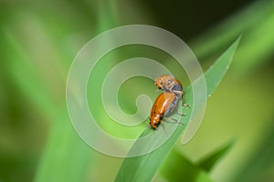 Close up of red bug on green leaf . Fighting bug , animals are together on a natural background. natural phoyography