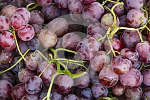 Close up red bunch of grapes