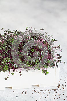 Close-up of red cabbage microgreens in the white wooden box. Sprouting Microgreens. Seed Germination at home. Vegan and healthy