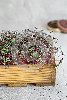 Close-up of red cabbage microgreens in the wooden box. Sprouting Microgreens. Seed Germination at home. Vegan and healthy eating.