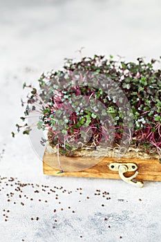 Close-up of red cabbage microgreens in the wooden box. Sprouting Microgreens. Seed Germination at home. Vegan and healthy eating