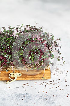 Close-up of red cabbage microgreens in the wooden box. Sprouting Microgreens. Seed Germination at home. Vegan and healthy eating