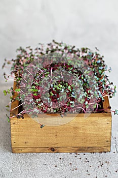 Close-up of red cabbage microgreens in the wooden box. Sprouting Microgreens. Seed Germination at home. Vegan and healthy eating