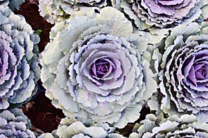 Close up of Red cabbage plant
