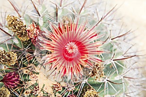 Close up of red cactus flowers petal