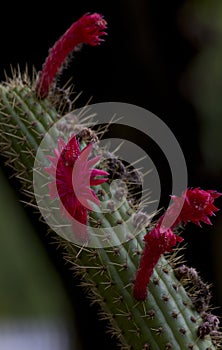 Close up of red cactus flowers on stem