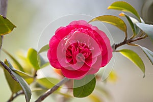 Close up red camelia flower