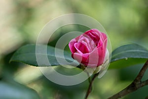 Close up red camelia flower