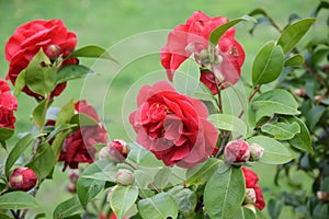 Close-up of red Camellia in bloom, elegant and beautiful