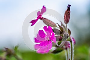 Close up of a red campion flower