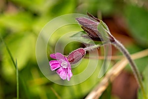 Close up of Red Campion hedgerow flower and hairy stem