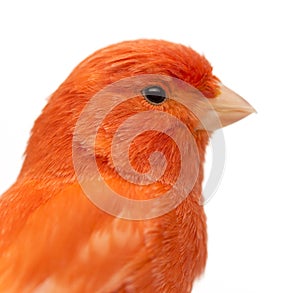 Close up of a Red canary, Serinus canaria