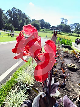 close up red canna flower blossom in the garden with blurry garden view