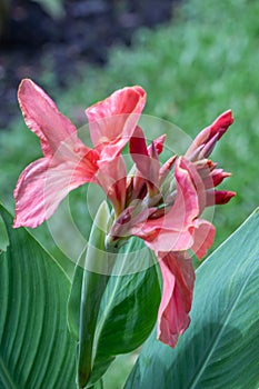 Close up red Canna  indica  flower or Edible canna flower in a garden. family: cannaceae, class: liliopsida