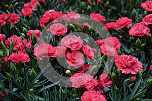 Close-up of red carnations