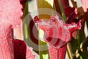 Red Sarracenia