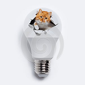 Close-up of red cat comes out from torn hole on light bulb, on white background. Contemporary artwork collage concept.