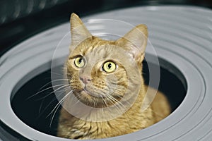 Close-up of red cat sitting in a top entry litter box.