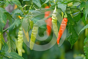 Close up Red cayenne pepper on agricultural land